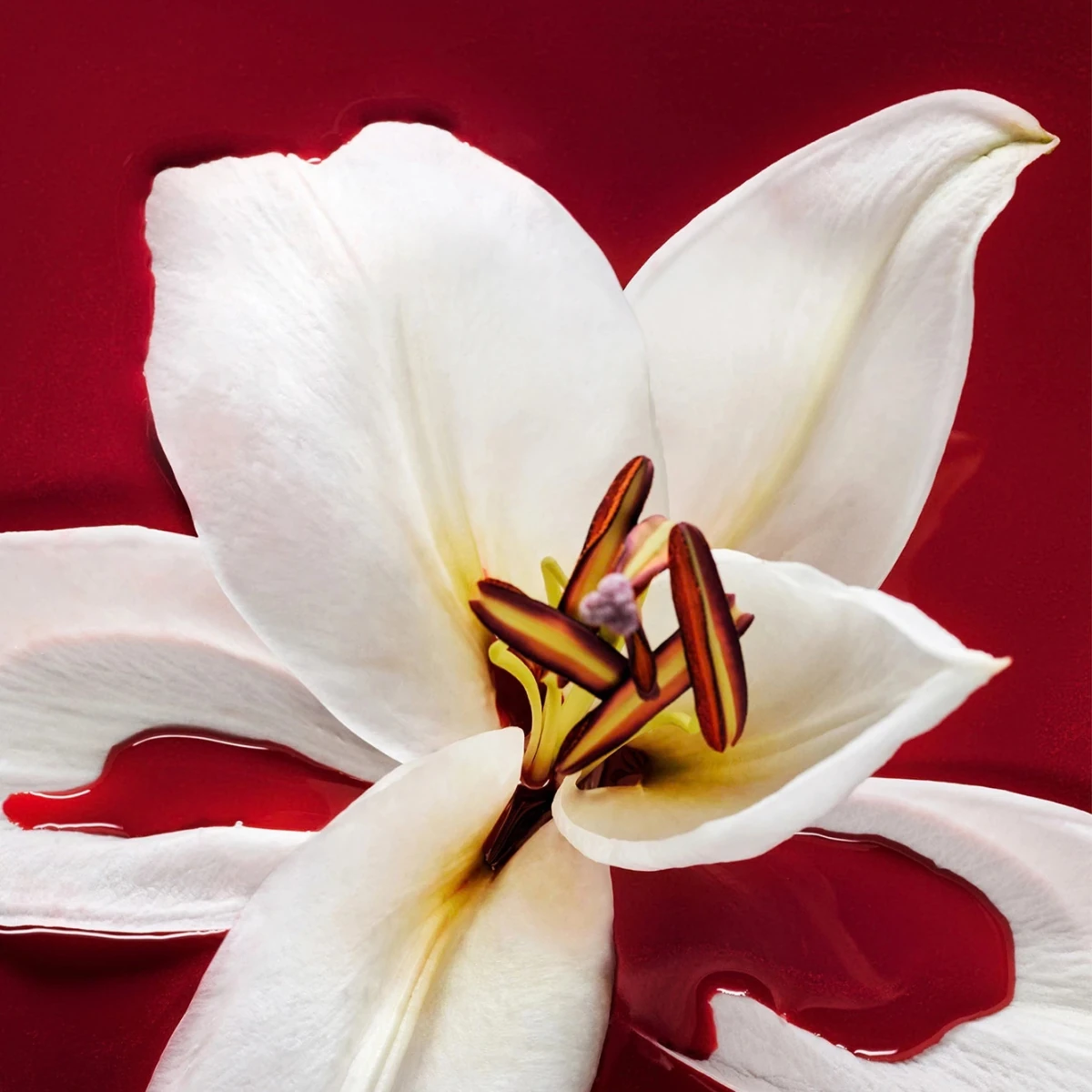 Hypnotic Poison neben einer Lilie